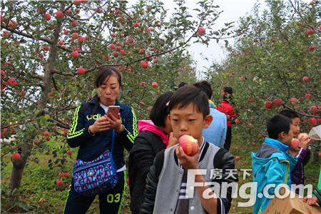 鸿润城 苹果采摘盛宴