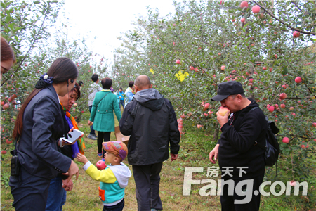 鸿润城 苹果采摘盛宴